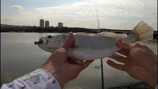 SMASHING 50 + KOB Cast for Cast Fishing at Blue lagoon!!! I've Never seen so many KOB in one spot.