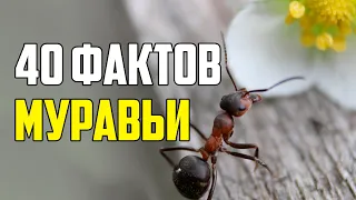 40 ИНТЕРЕСНЫХ ФАКТОВ О МУРАВЬЯХ