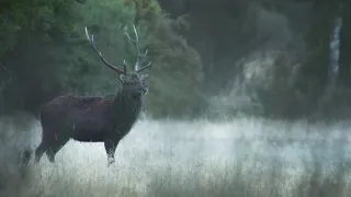 Early Morning Sika Stag Roaring!