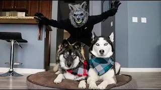 Scary Werewolf Prank On My Huskies!