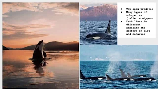 Orcas: Ecotypes and Ecology