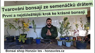 Tvarování bonsají ze semenáčků drátem. První a nejdůležitější krok ke krásné bonsaji.