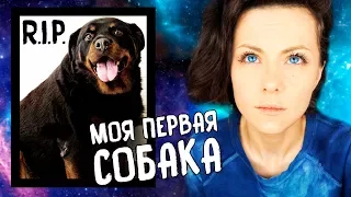 КАК УМЕРЛА МОЯ СОБАКА КАК ПЕРЕЖИТЬ СМЕРТЬ ПИТОМЦА МОЯ ИСТОРИЯ Magic Family