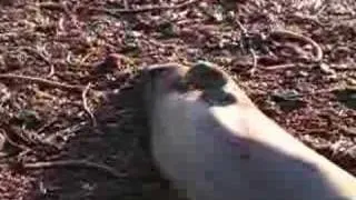 elephant seal scratching