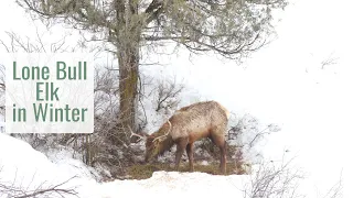 Lone Bull Elk Searching for Food in the Winter - Wonderful Wyoming Wildlife