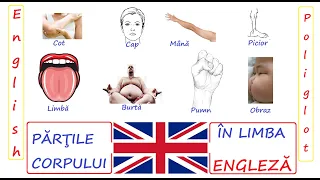 Partile Corpului in Limba Engleza # English Poliglot