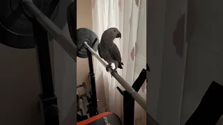 Спортик Бенджи #жако #birds #parrot #птенец #animals #попугай #funny