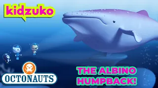 @Octonauts - The Albino Humpback Whale 🐋 | Full Episode 11 | @OctonautsandFriends