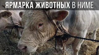 ВЫСТАВКА-ЯРМАРКА ЖИВОТНЫХ в Ниме