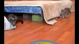 Kitten Scares Mama Cat (And Pays For It)