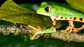 Frösche quaken - Froschkonzert am Teich