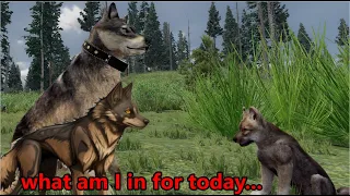 The slight push of a lucky but unlucky day WolfQuest 3 AE ...