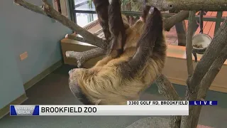 Weekend Break: Brookfield Zoo