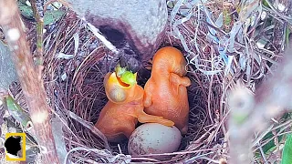 MOTHER BIRDS FEED CHILDREN ON THE 3RD DAY