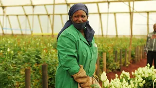 МЫ В КЕНИИ 🇰🇪. Плантация Valentine Flowers