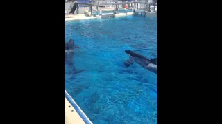 Seaworld San Diego, CA Sept 2015