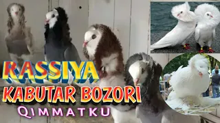 Maskvadagi Kabutar BOZORI Масковиские Голубь Рынок