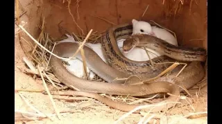 The Wild Human Saves Bird From Snake Attack   Brother Rescue Bird in Nest EPIC SCENES by MD Series