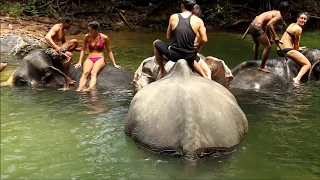 Купание со  слонами  в Джунглях Остров Ко Чанг в Таиланде - 2