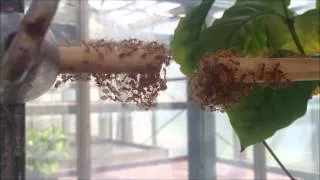 Weaver ants build a horisontal bridge