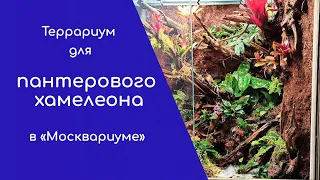 Террариум для пантерового хамелеона в "Москвариуме"