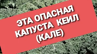 ЭТА ОПАСНАЯ  КЕЙЛ (КАПУСТА КАЛЕ)