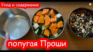 Как Катя Проше ветки собирала