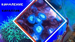 Часть 8 Кормление кораллов в морском аквариуме