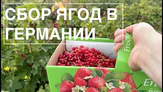 Ягодные фермы в Германии в июле 2023: вкусно и выгодно?