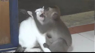 Funny monkey kissing a cat / Обезьяна целуется с кошкой как человек!