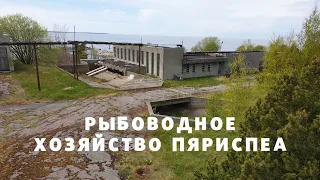 Рыбоводное хозяйство Пяриспеа