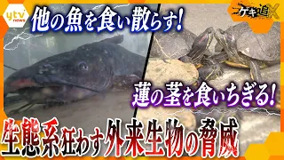 驚異の繁殖力で生態系を破壊！池で、川で、湖で、大暴れする“厄介者”「特定外来生物」の実態に迫る【かんさい情報ネットten.特集/ゲキ追X】