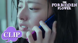 Illness and breakup both made her pain! | The Forbidden Flower | EP20 Clip