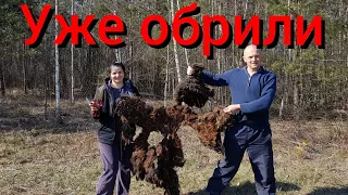 Первый раз в жизни стрижём овец , которых никогда и никто не стриг . Стрижка запущенных грязных овец