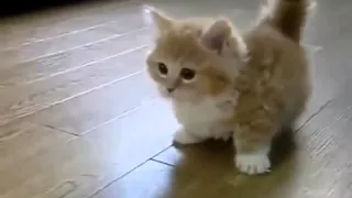 Маленький котёнок играет кошки видео няшка няшный домашние животные котята  1