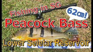 62cm Peacock Bass in Singapore “Lower Seletar Reservoir” by DAIWA tackle!