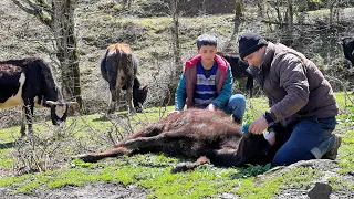 Rescuing A Calf From Death, Getting A New Horse, And Taming It In One Spring Day