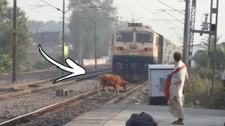 Animal vs Tain - Animal Hit By Train Compilation #1