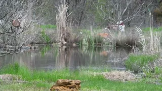 DUCKLINGS MORE POND EXPLORATION