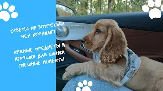 Ответы на ❓Корм для щенка 🐕 Нужные предметы и игрушки для 🐶 Прогулки с английским кокером