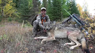 WESTERN WOLF HUNTING 8