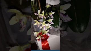 Выставка орхидей 2018 Exhibition of orchids in Dresden