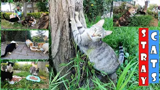 There are as many cats as grains of sand in the sea all over Istanbul. Adorable Paws