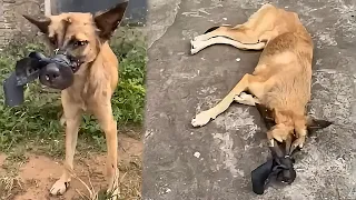 女子花園裡發現狗狗被膠帶封住了嘴，無法進食和喝水，痛苦掙扎期待被救援...