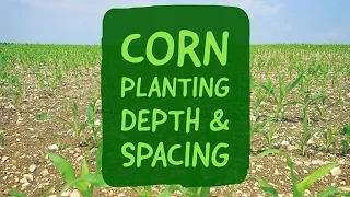 Corn Planting Depth and Spacing