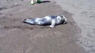 Harbour Seal Pup