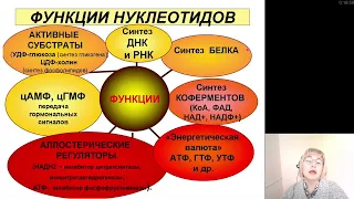 Биохимия. Обмен нуклеопротеинов. Витамины В9 и В12