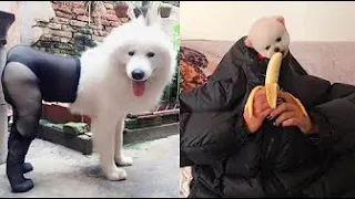🥰 Funny and Cute Pomeranian Dogs Videos | 🐶 Adorable Puppies & Doggos #Shorts #165