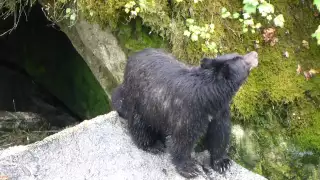 Bear Cub and Mom at Anan Creek