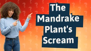 Why does the mandrake plant scream?